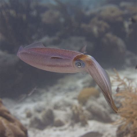 14 Interesting Squid Facts Factopolis
