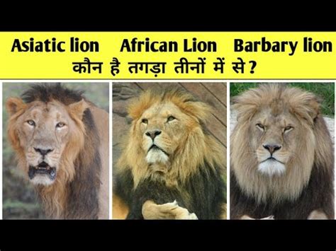 Asiatic lion African lion and barbary lion who is best ll तन म कन