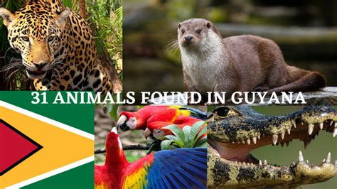31 Animals Found In Guyana Guyana View