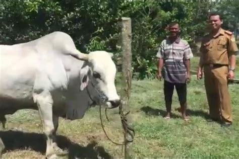 Intip Harga Sapi Kurban Milik Presiden Jokowi, Mulai Rp 45 Juta hingga