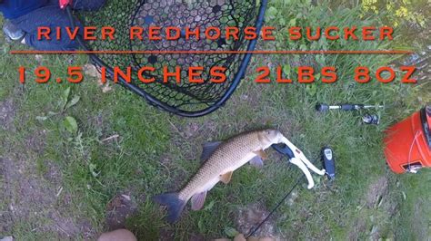 River Redhorse Sucker Reel Fishing With Robert