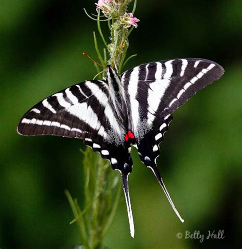 Zebra Swallowtail Butterfly Life Cycle Betty Hall Photography