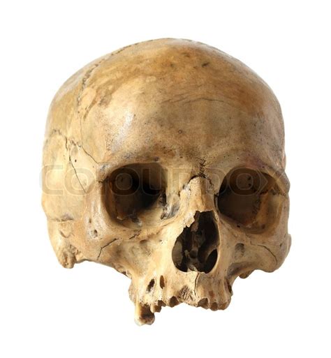 Human Skull Stock Photo Colourbox