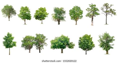 Tree Collection Beautiful Large Tropical Tree Stock Photo Edit Now