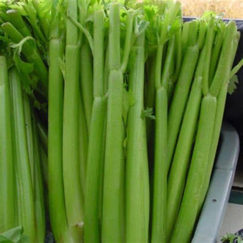 Celery Tall Utah 5270r Improved Seed