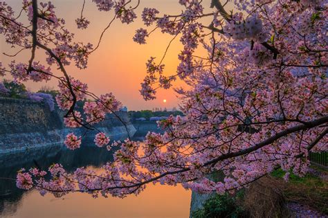 Download Nature Sakura Hd Wallpaper