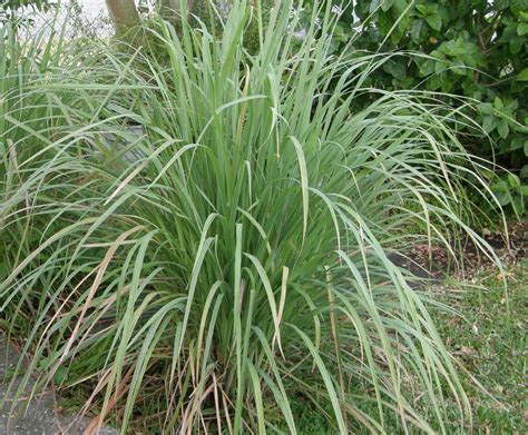 Many more are in the list of beneficial weeds. Lemongrass Tea | Herbal Teas Online