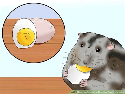 This will prevent your hamster from accidentally soiling his or her water supply and getting sick. How to Care for a Russian Dwarf Hamster (with Pictures ...
