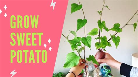 Sweet potato vines are easy to grow from existing plants. HOW TO GROW SWEET POTATOES IN WATER | Houseplant Sweet ...