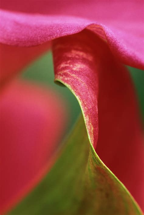 Pink Calla Lily Close Up Photograph By Jaynes Gallery Pixels