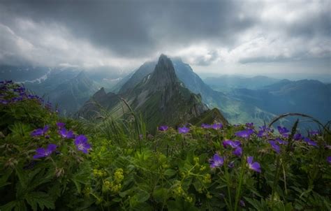 Wallpaper Flowers Mountains Switzerland Alps Top Panorama