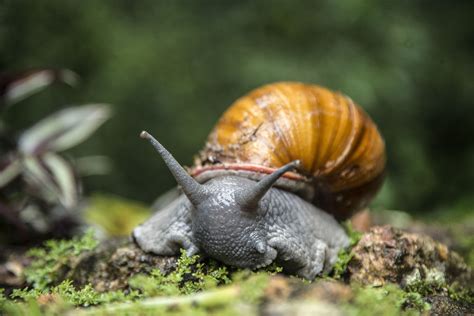 Spectacular Snail Species