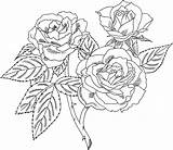 Coloring Roses Printable sketch template