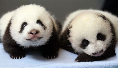 24 Ridiculously Cute Photos Of Baby Pandas That Will Instantly Make