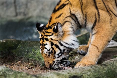 Resumen de artículos que comen tigres actualizado recientemente brbikes es