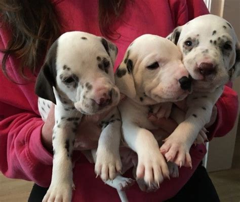 Contact dalmatian adoption and rescue on messenger. Dalmatian Puppies For Sale | Clifton, NJ #217402 | Petzlover