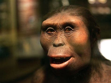Lucy Fossil Lucy A 32 Million Year Old Human Ancestor Is Seen In