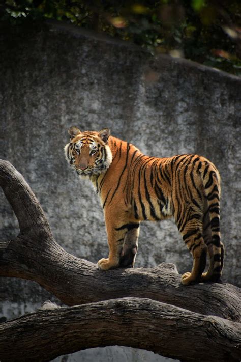 Download Majestic Tiger Stalking In Its Natural Habitat