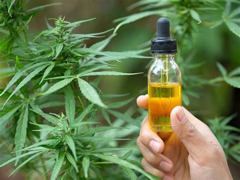 Cbd Oil Benefits Uses Side Effects And Uk Laws Readers Digest