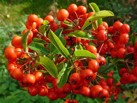 Pyracantha Berries Firethorn Pyracantha Is A Genus Of Th Flickr