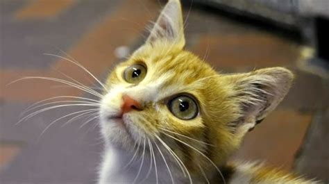 Cute Kitten Survives 3000 Mile Flight From Egypt To Uk