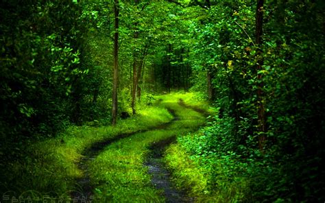Forest Path Desktop Wallpapers This Wallpaper Nature