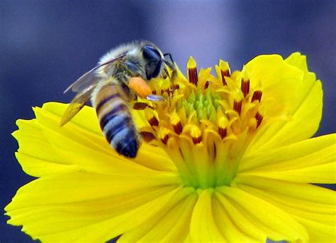 Pictures Of Blue Honey Bees Pictures Saferbrowser Image Search