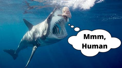 Do Bull Sharks Like The Taste Of Humans at Cory Petty blog