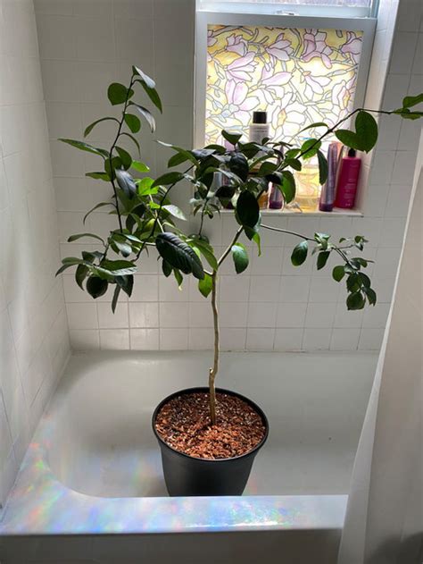 They are found in a range of colors from brown, yellow, rust and red. Container Meyer Lemon: persistent spider mites, leaf drop ...