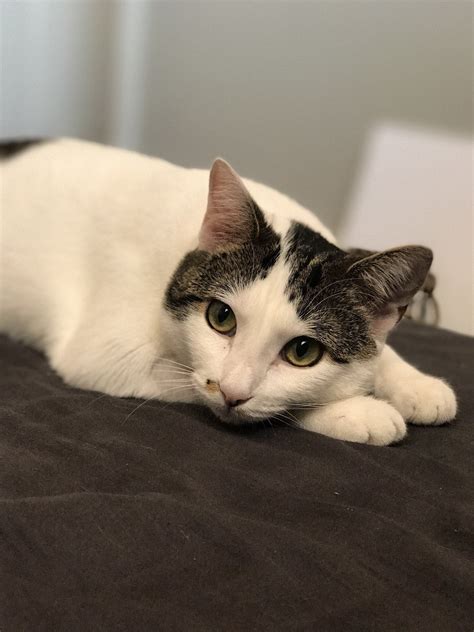 The adoption fee for each cat is dependent on many factors including age, behavior, medical condition, and demand. how much does a cat actually cost, cat adoption tips ...