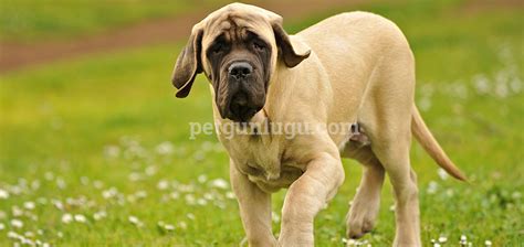 Kaba ve hatta vahşi görünüşüne rağmen, barışçı ve dengeli bir köpektir. Dünyanın en büyük köpek ırklarına 20 örnek • Pet Günlüğü