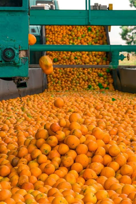 Florida Citrus Value Drops Steeply Citrus Industry Magazine