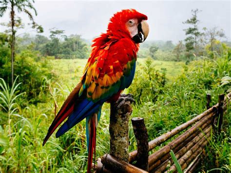 Peru Rainforest Tour