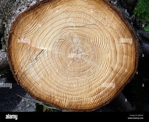 Cross Section Of Ash Tree Stock Photo Alamy