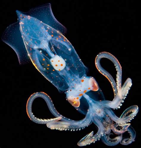 Bizarre Deep Sea Creatures Gallery Ebaums World