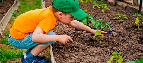 5 Dicas Para Incentivar As Crianças A Cuidarem Da Natureza Árvore