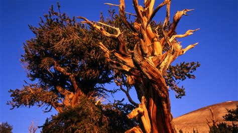 Ancient Bristlecone Pine Forest Sierra Nevada Geotourism