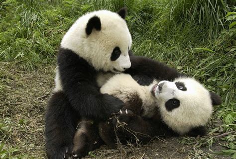 Osos Panda Una Especie Que Se Encuentra En Peligro De Extinción