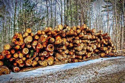 Wallpaper Logs Trees Wood Pile Woodpile Logging Sap Bark