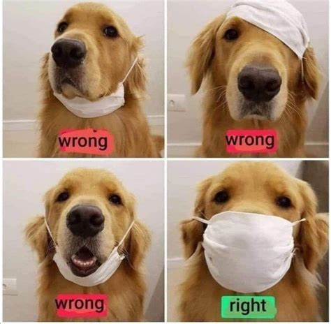 Be Safewear A Face Mask 💖 Best Dogs Animal Memes Golden Retriever