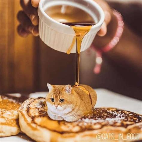Cats In Food 30 Pics