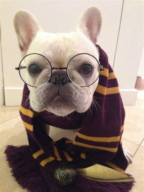 This is our single most favorite french bulldog costume. french bulldog - Recherche Google #bulldogs #buldog | Pet ...