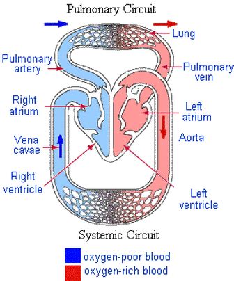 Arteries carry blood away from the heart; Unit J/K: Circulatory System - Biology Portfolio