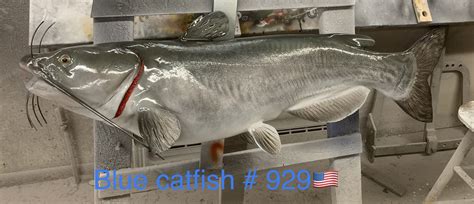 40 Blue Catfish Fish Mount Replica 929