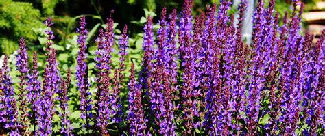 Keep Your Garden Colorful With Late Summer Blooming Perennials