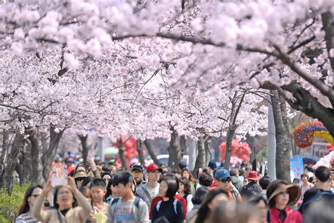 Bagi penggemar drama korea, pasti sering dengar. Berburu Spot Sakura di Korea Selatan? Cek 7 Tempat Ini ...