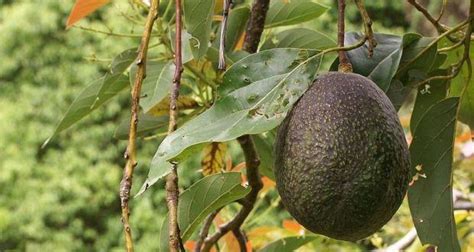 With regards to your cat's digestive system, dr. Eating just half an avocado can kill desire to re-eat ...