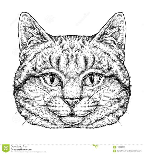 Retrato Dibujado Mano Del Gato Lindo Ejemplo Del Vector Aislado En