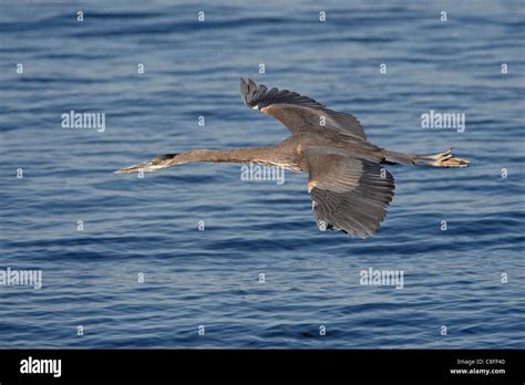 Great Blue Heron Ardea Herodias In Flight Sonny Bono Salton Sea
