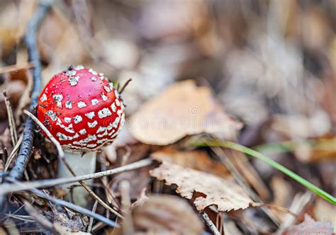 Red Bright Mushroom In Autumn Forest Stock Photo Image Of Mushroom